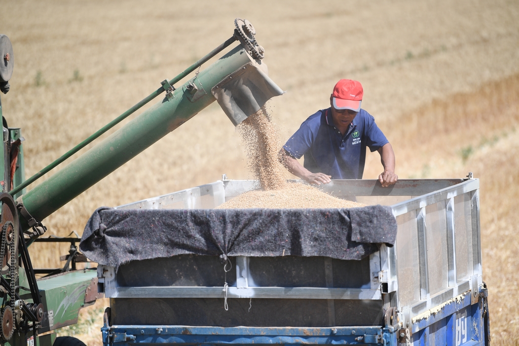 河北邯郸：收割机将小麦尽收“囊中”
