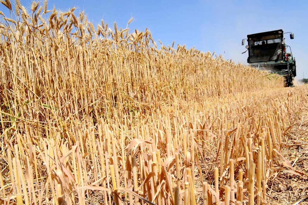 河北邯郸：收割机将小麦尽收“囊中”