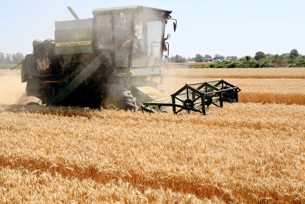 河北邯郸：收割机将小麦尽收“囊中”