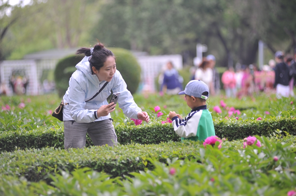 哈尔滨：芍药园里花盛开 市民组团来打卡