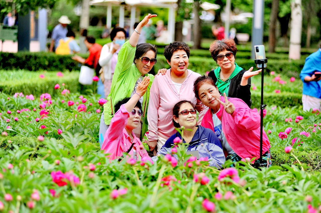 哈尔滨：芍药园里花盛开 市民组团来打卡