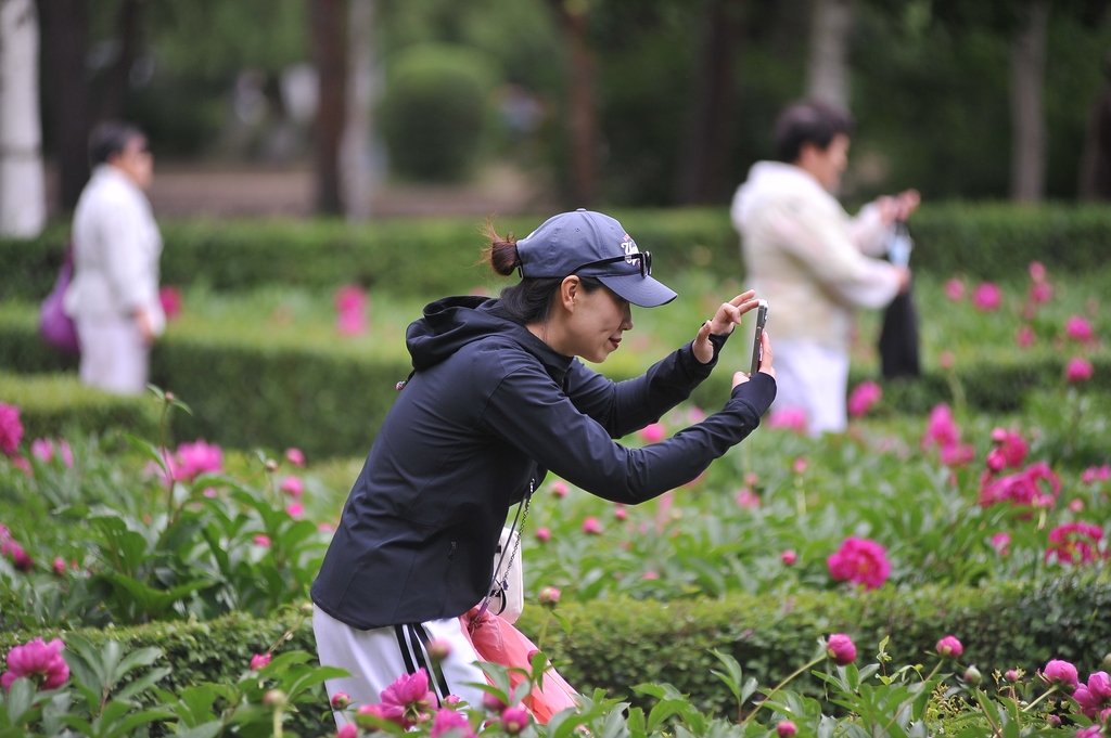 哈尔滨：芍药园里花盛开 市民组团来打卡