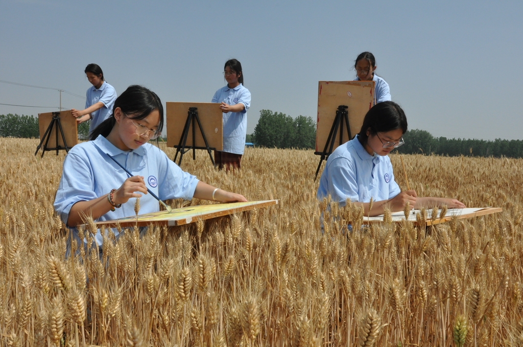 江苏连云港：麦田“画丰收”