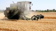 河北邯郸：收割机将小麦尽收“囊中”