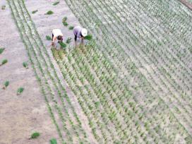 湖北襄阳：田间地头一片忙碌景象