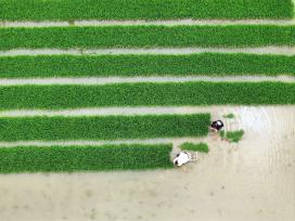 湖北襄阳：田间地头一片忙碌景象