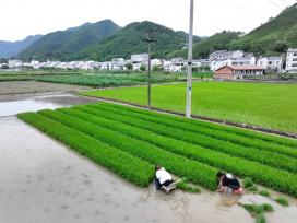 湖北襄阳：田间地头一片忙碌景象
