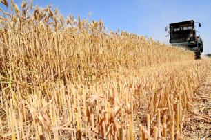 河北邯郸：收割机将小麦尽收“囊中”