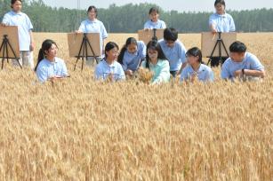 江苏连云港：麦田“画丰收”