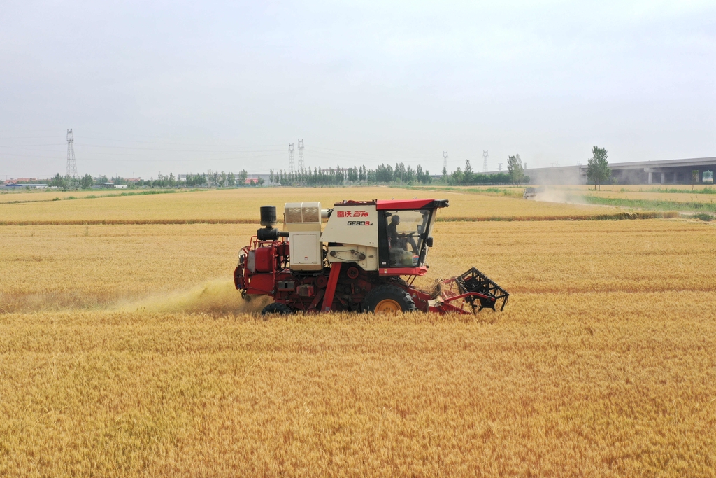 山东滨州：农民驾驶农机收割小麦