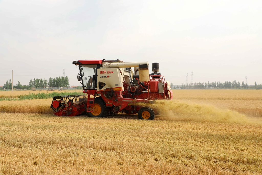 山东滨州：农民驾驶农机收割小麦