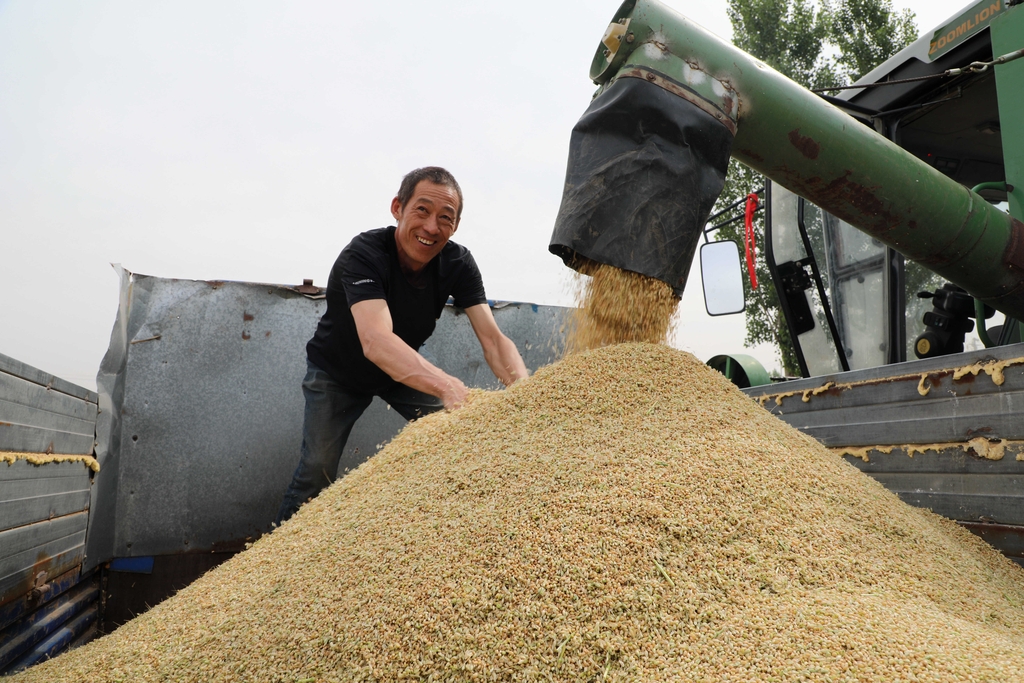 山东滨州：农民驾驶农机收割小麦