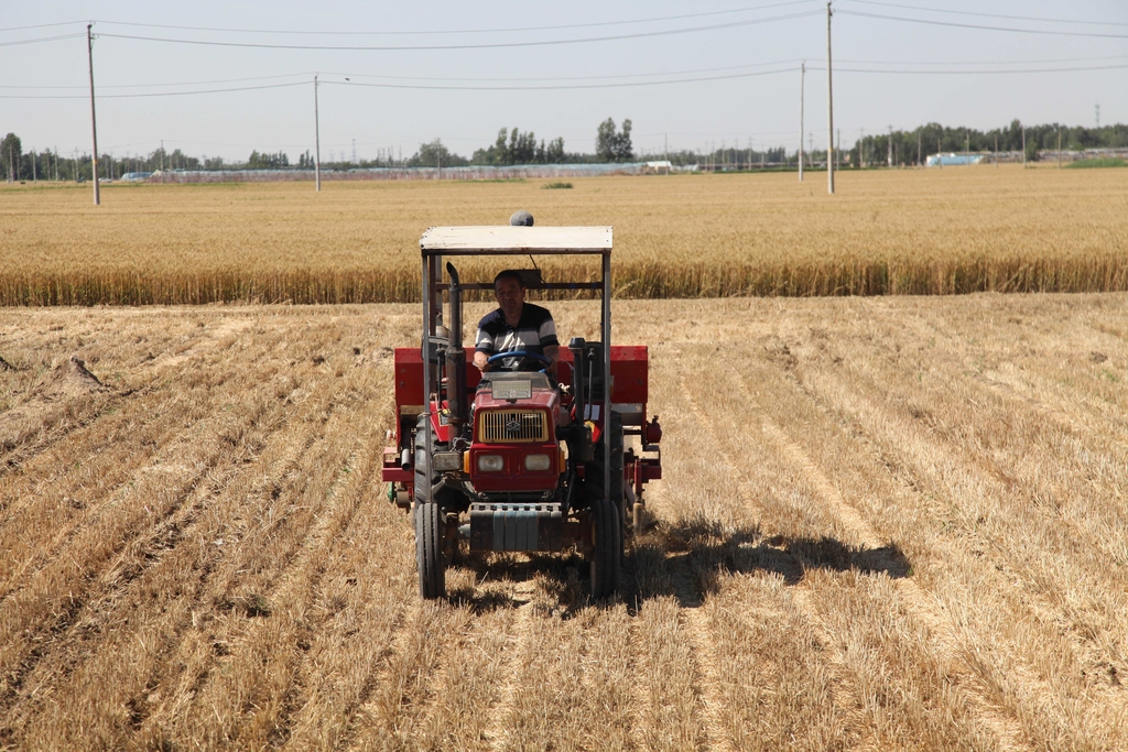 山东聊城：芒种至 夏收夏种夏管忙