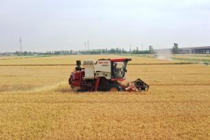 山东滨州：农民驾驶农机收割小麦