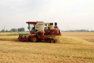 山东滨州：农民驾驶农机收割小麦