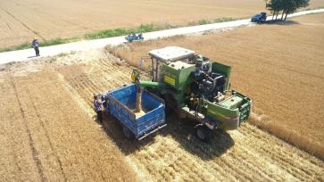 山东聊城：芒种至 夏收夏种夏管忙