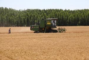 山东聊城：芒种至 夏收夏种夏管忙
