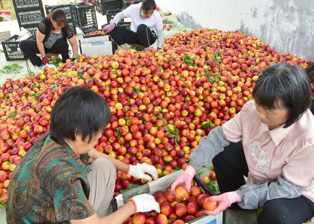 山东枣庄：农民在分装甜油桃