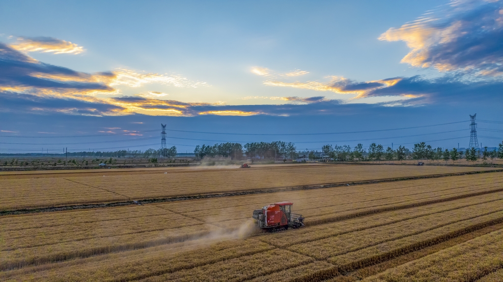 江苏泗洪：小麦抢收 颗粒归仓