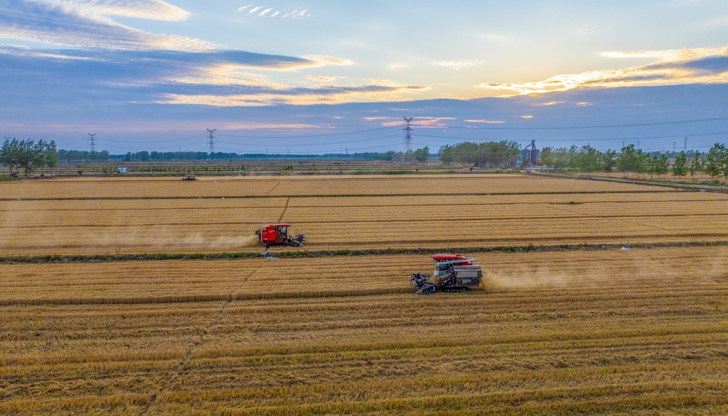 江苏泗洪：小麦抢收 颗粒归仓