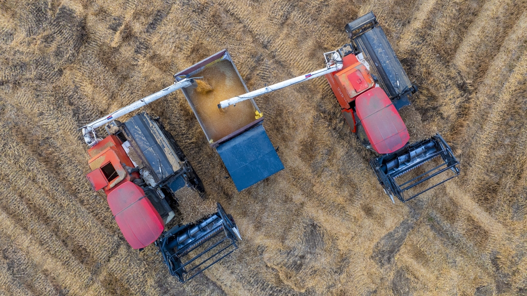 江苏泗洪：小麦抢收 颗粒归仓