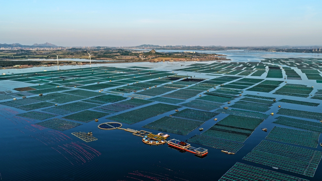 芒种时节 山东荣成耕海忙