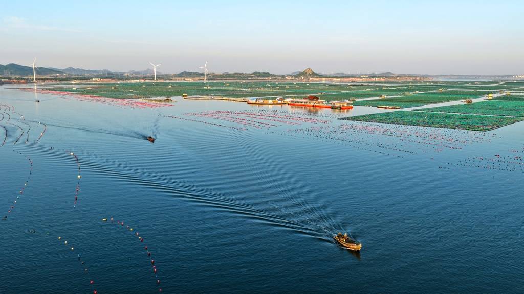 芒种时节 山东荣成耕海忙