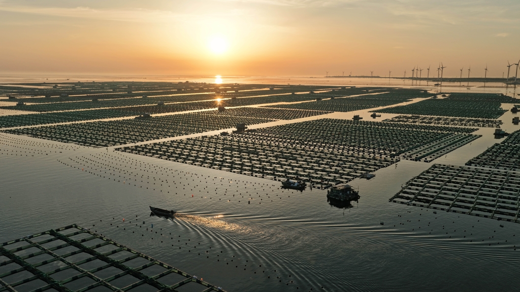 芒种时节 山东荣成耕海忙