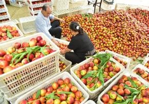 山东枣庄：农民在分装甜油桃