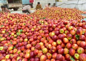 山东枣庄：农民在分装甜油桃