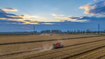 江苏泗洪：小麦抢收 颗粒归仓