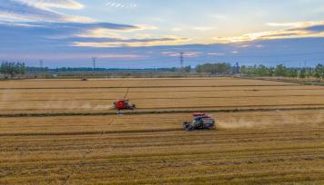 江苏泗洪：小麦抢收 颗粒归仓