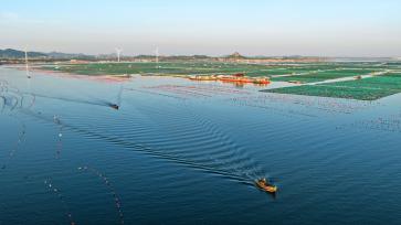 芒种时节 山东荣成耕海忙