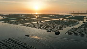 芒种时节 山东荣成耕海忙