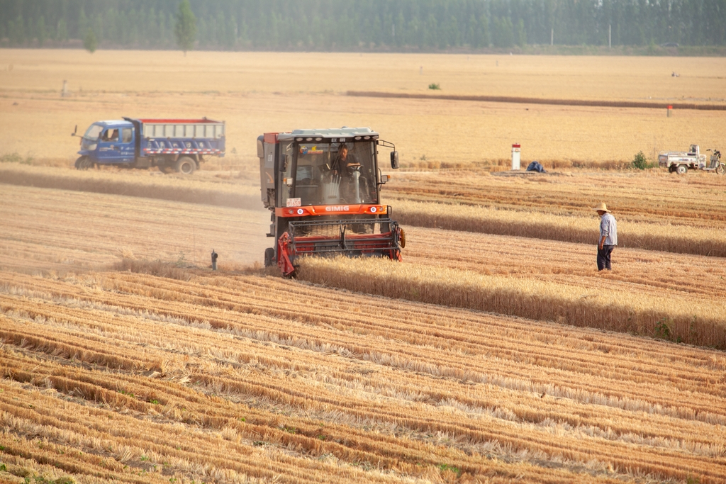 山东淄博：“齐鲁粮仓”麦收忙