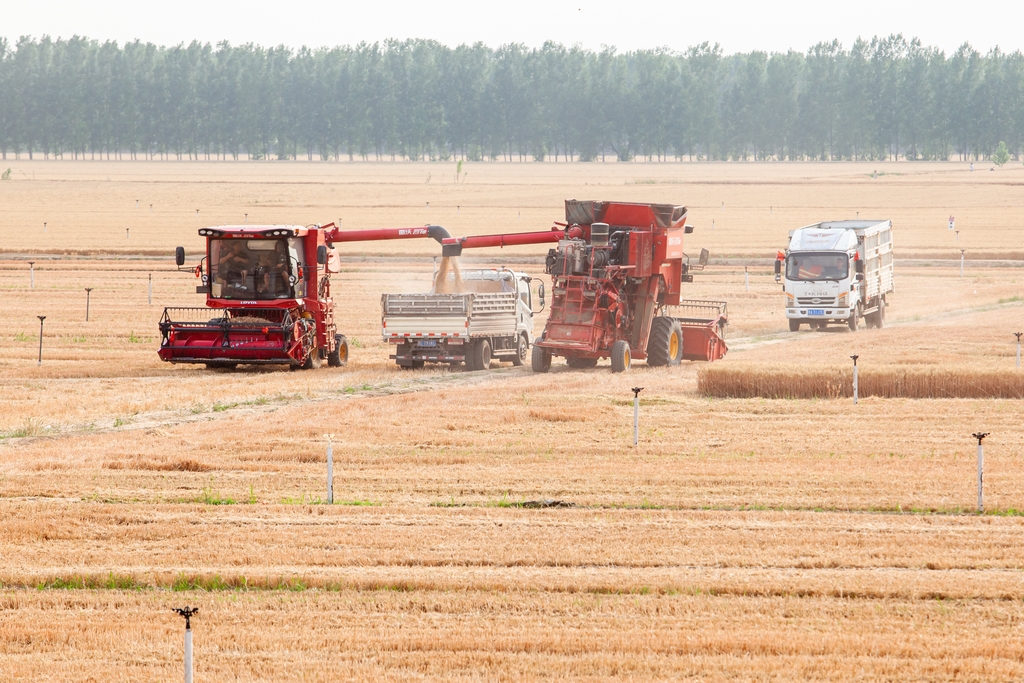 山东淄博：“齐鲁粮仓”麦收忙