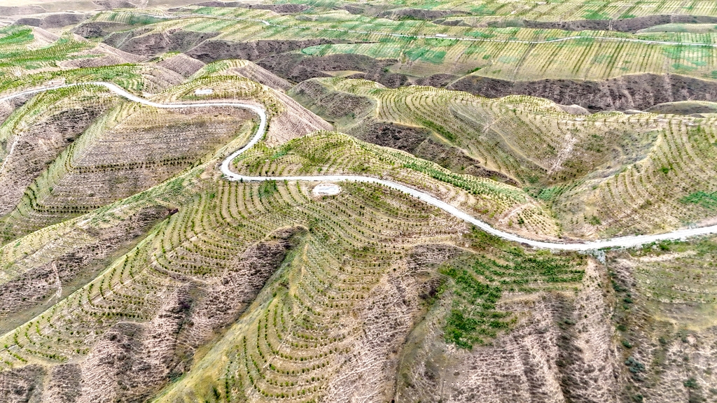 甘肃武威：科技植绿荒山变“林海”