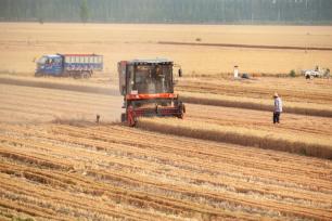 山东淄博：“齐鲁粮仓”麦收忙