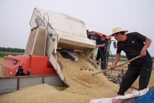 山东淄博：“齐鲁粮仓”麦收忙