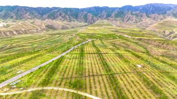 甘肃武威：科技植绿荒山变“林海”