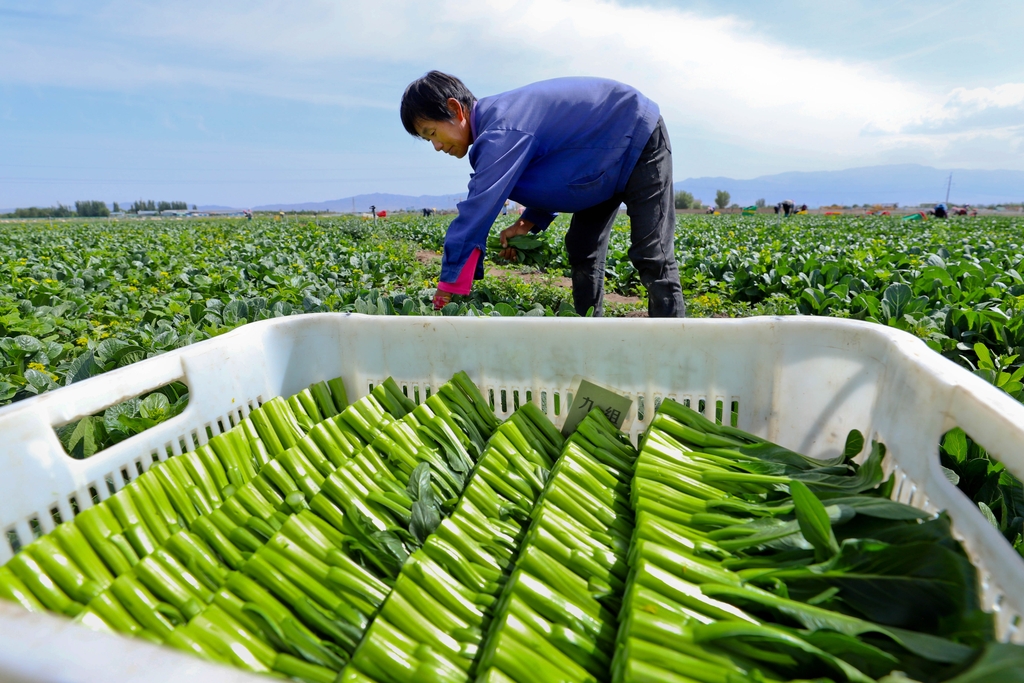 甘肃张掖：夏菜采收忙