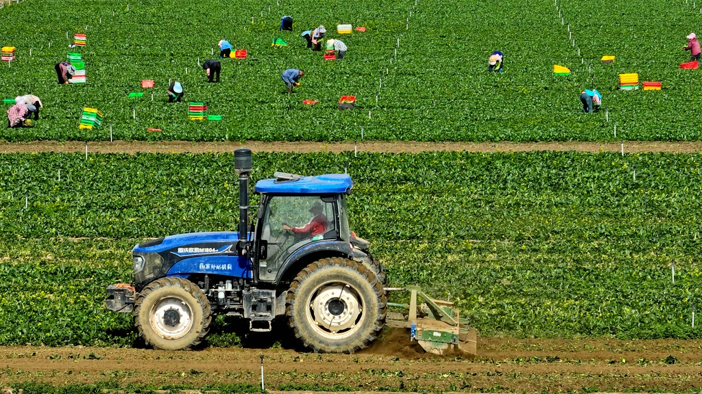 甘肃张掖：夏菜采收忙