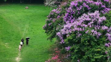 广西南宁：紫薇花开扮靓夏日