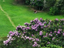 广西南宁：紫薇花开扮靓夏日
