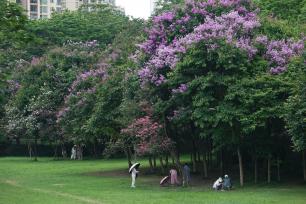 广西南宁：紫薇花开扮靓夏日