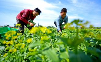 甘肃张掖：夏菜采收忙