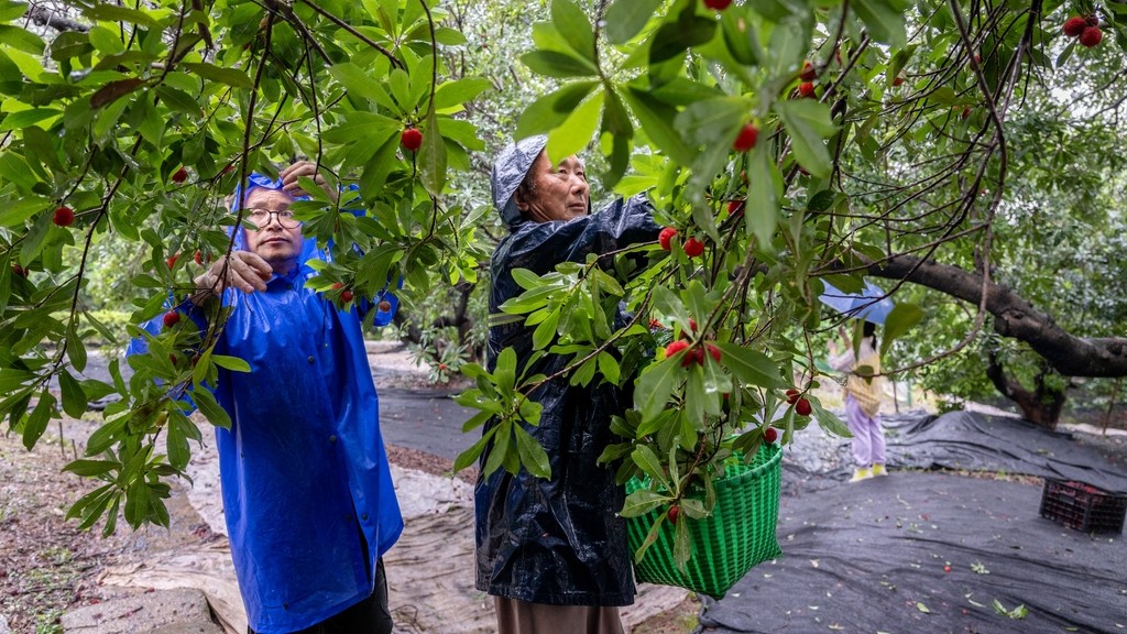 浙江湖州：雨中搶收汛期共濟
