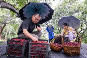 浙江湖州：雨中抢收汛期共济