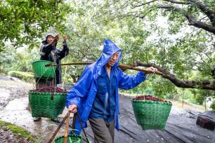 浙江湖州：雨中抢收汛期共济