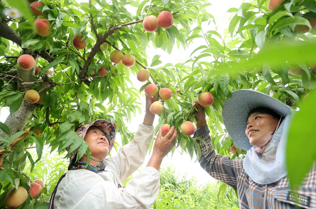 安徽淮北：水蜜桃飘香